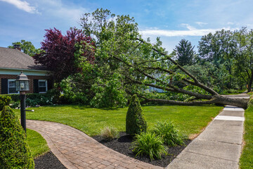 A tree uprooted during a storm lays across the sidewalk and lawn in front of a house