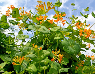 Blooming honeysuckle caprifol Telman (Lonicera tellmanniana) against the background of the blue sky
