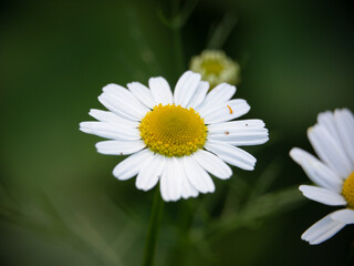 Obraz premium Macro photo of nature flower. Background texture of blooming flower