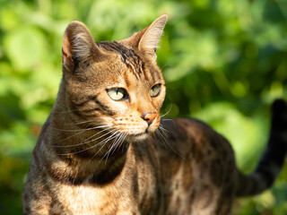 cat posing. Beautiful cat of Bengali breed. Young domestic cat. Exhibition animal.