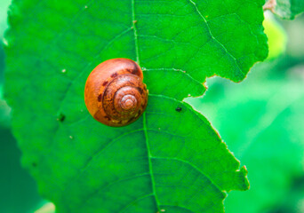 Snail close-up on bright green leaves background.Snail slime and mucin concept.environment and wildlife concept.