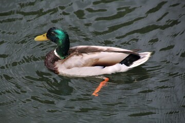 Obraz premium Mallard duck on the lake