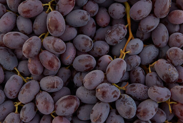 Background from blue grape in local city fruit market