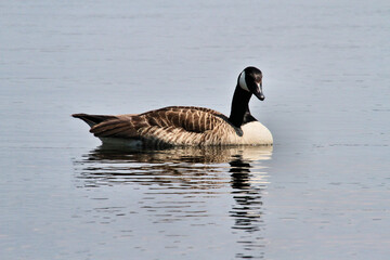 Canada Goose on the water