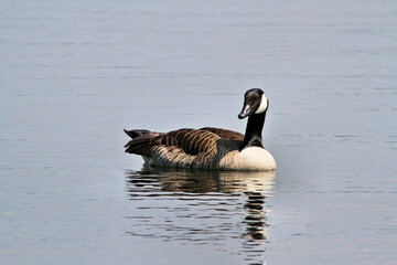 Fototapeta premium Canada Goose on the water