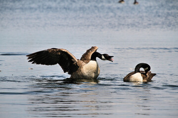 Canada Goose on the water