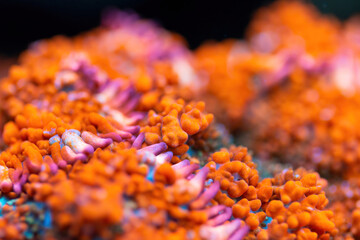 Beautiful mushroom lps coral in coral reef aquarium tank. Macro shot. Selective focus.