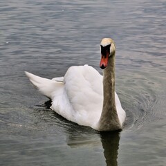 Obraz premium A Mute Swan at Lake Windermere