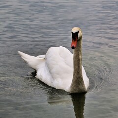 A Mute Swan at Lake Windermere
