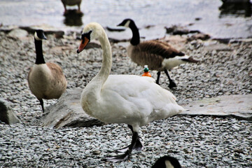 A Mute Swan at Lake Windermere