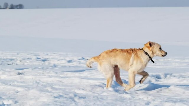 Cute dog playing with toy ring in grainy snow
