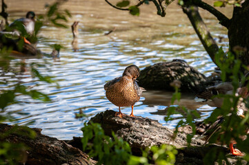 Female Mallard duck stands on a banks of lake in the fading afternoon sunlight taking care after her feathers. Mallard hen duck preening feathers.