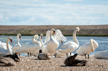 A huge flock of mute swans gather on lake. Cygnus olor.