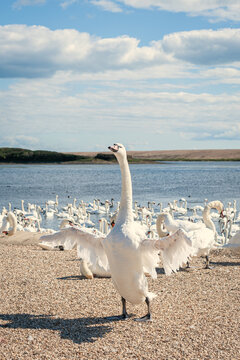 Swan moult primary feathers and for six weeks is anable to fly. A huge flock of mute swans gather on lake. Cygnus olor.