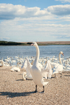 Swan moult primary feathers and for six weeks is anable to fly. A huge flock of mute swans gather on lake. Cygnus olor.