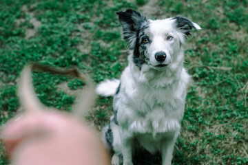border collie dog