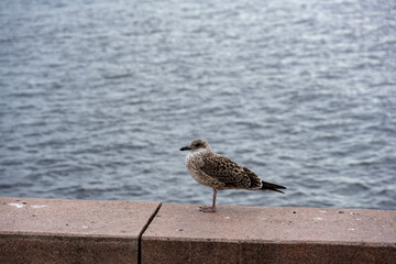birds on the embankment of the lake in natural conditions for their usual activities