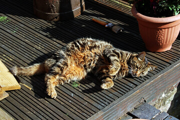 A Tabby Cat on the patio