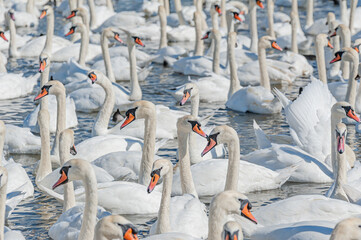 A huge flock of mute swans gather on lake. Cygnus olor.