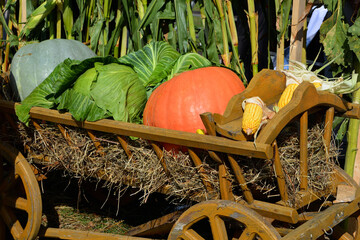 harvest vegetables on a cart pumpkin and cabbage and corn