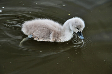 A Mute Swan Cygnet in the water