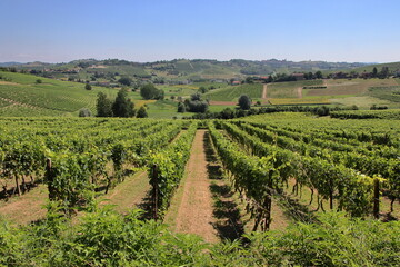 Fototapeta na wymiar Views of the soft mellow hills in Monferrato, Italy.