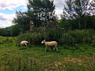 Naklejka na ściany i meble A view of the Shropshire Countryside near the Caradoc