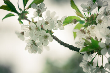 cherry blossom white flowers with blurred background