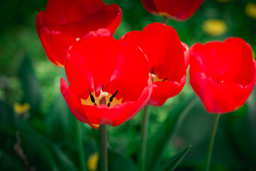 red tulips on green lawn