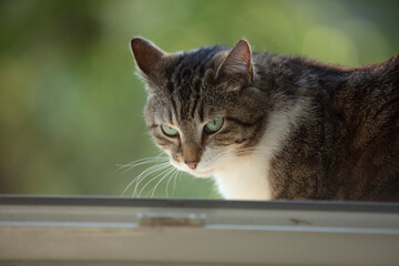 Chat, Vincennes