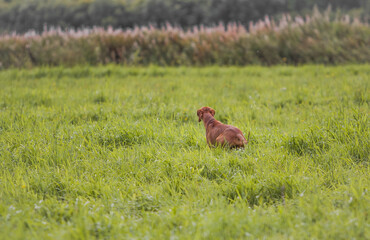 dog hunting in the grass