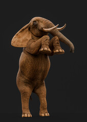 african elephant is prancing in a dark grey background