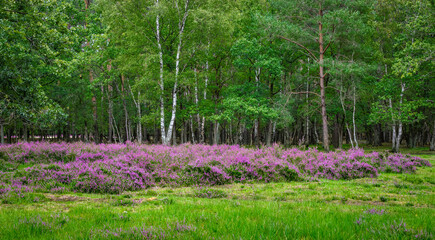 Blooming heather flowers at the edge of a deciduous forest in Belgium.