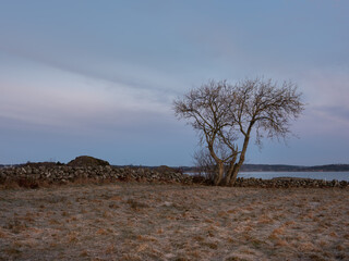 Fototapeta na wymiar Landscape photo of a single tree and a stone boulder fence. Shot in early morning light. There is frost on the ground and the sea in the background.
