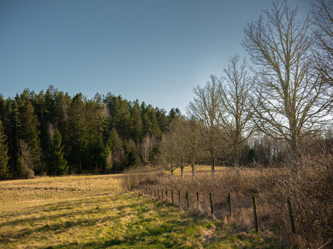A fence and a row of oak trees form a perspective line into this photograph. The picture is sidelit by the sun and the shadows of the trees are falling on to the field. It is shot in early spring.