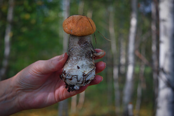 Beautiful little mushroom Leccinum known as a Orange birch bolete, growing in a forest.