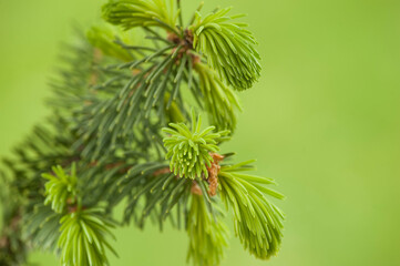 Branch of spruce tree with young shoots
Branch of spruce tree with young needles.  Macro.
