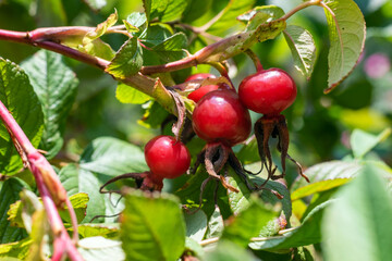 Red rosehip fruit in the garden, selective focus.
