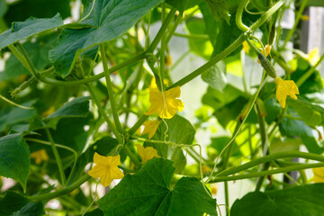 Yellow cucumber flowers grow on a branch in the greenhouse.