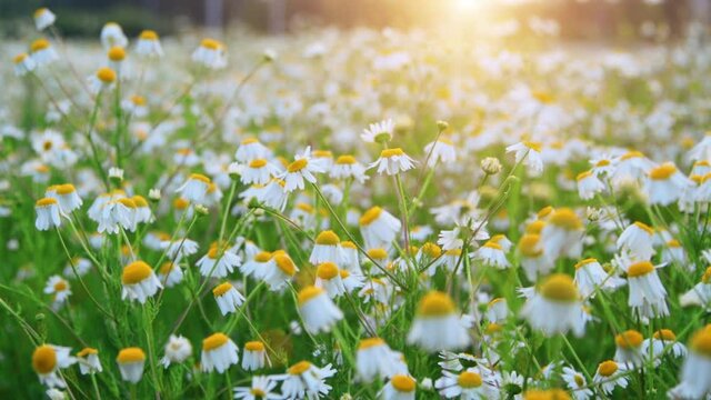 Beautiful chamomile field at sunset