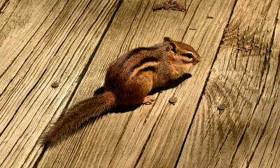 Chipmunk looking for food on the deck