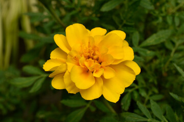 Yellow Marigold in bloom