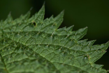 Close up shot of the thorn of Urtica thunbergiana