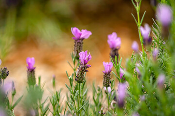 Close up shot of many French lavender blossom