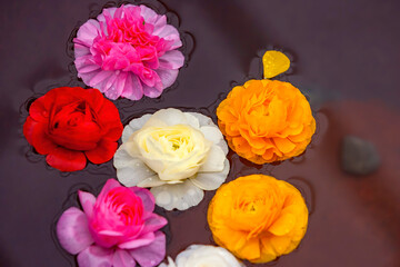 Obraz na płótnie Canvas Close up shot of many Camellia flower on pond