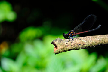Close up shot of the Narrow-winged damselflies