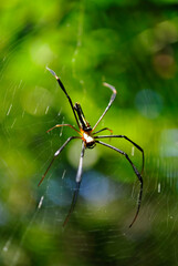 Close up shot of a Orchard spider with its net