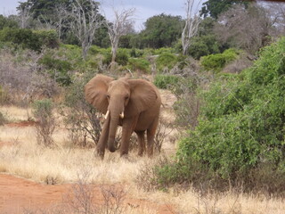 Fototapeta premium elephants in the wild