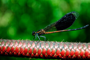 Close up shot of the Narrow-winged damselflies