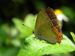 Close up shot of a Heliophorus epicles  butterfly on a leaf